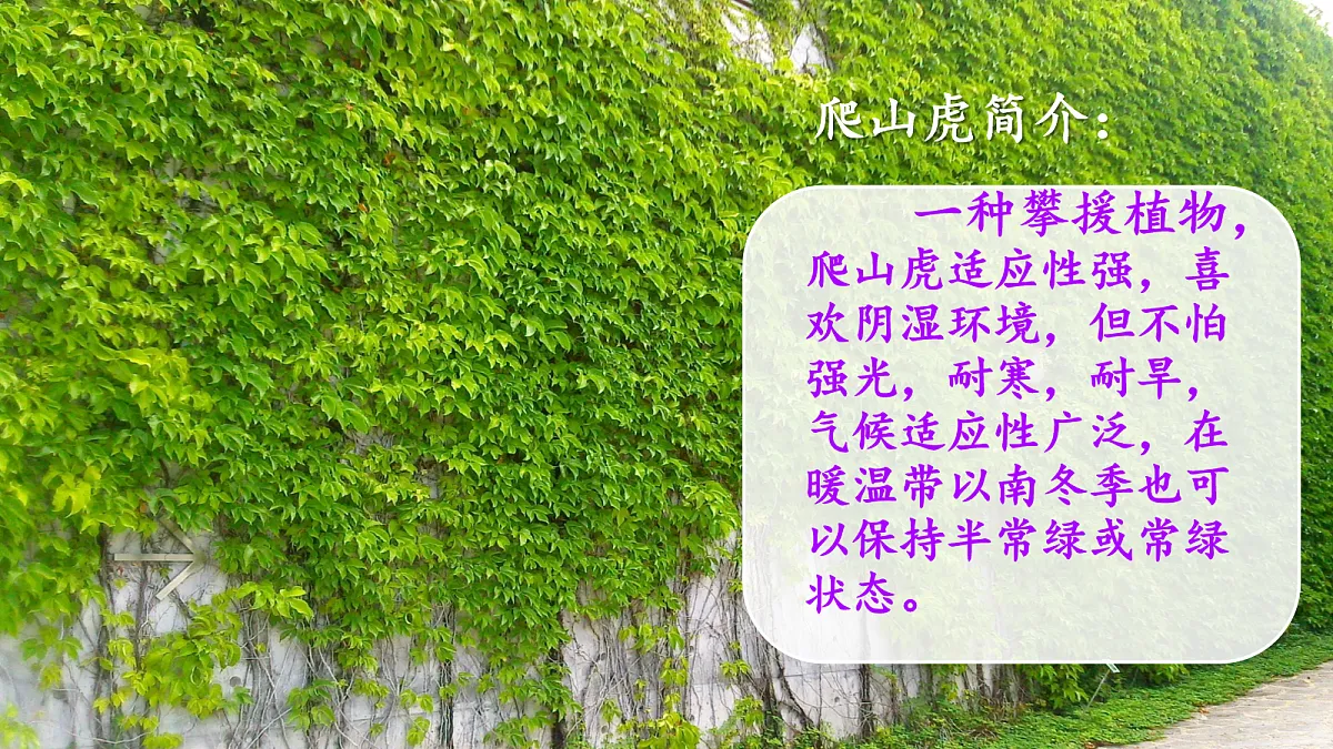 17259973第3页