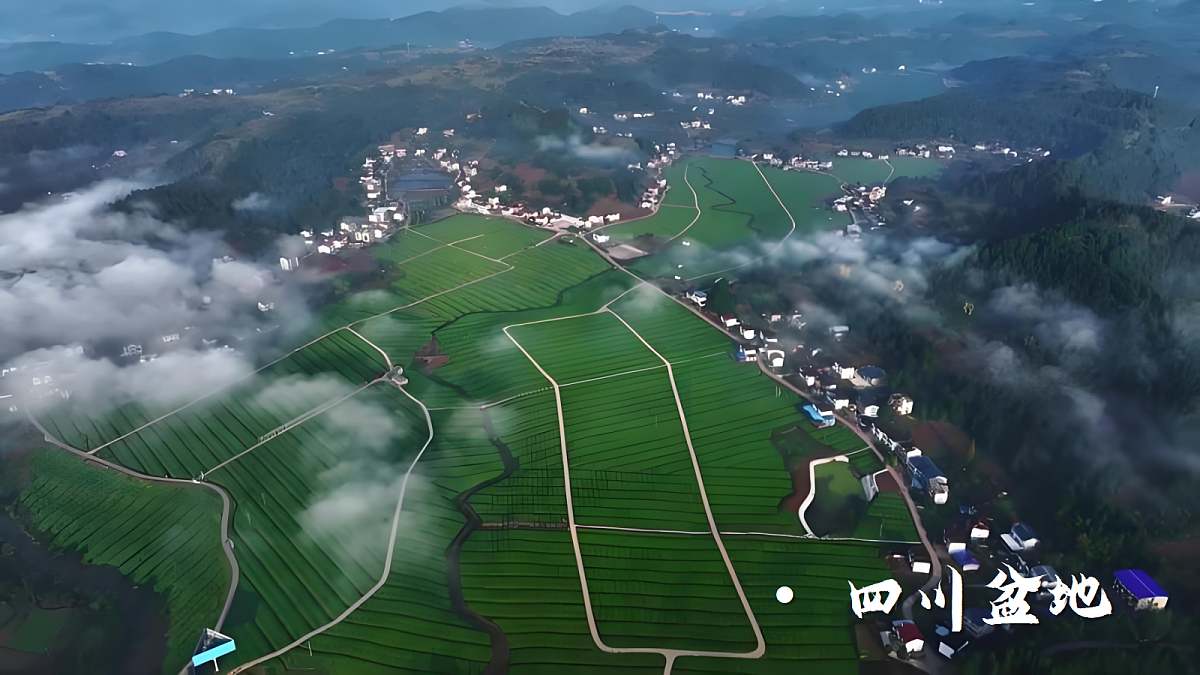 17266184第3页