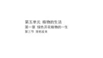 冀少版（2024）八年级上册（2024）第四单元 疾病预防与人体健康第一章 传染病与免疫第三节 免疫评课ppt课件