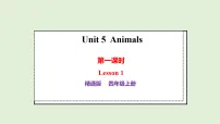 人教精通版（2024）四年级上册（2024）Unit 5 AnimalsLesson 1授课课件ppt