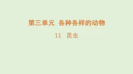 2025年秋湘科版三年級科學(xué)上冊 11.昆蟲（課件）