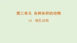 2025年秋湘科版三年級科學(xué)上冊 14.哺乳動物（課件）