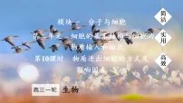 2026届高三生物一轮复习课件 第10课时 物质进出细胞的方式及影响因素