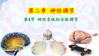 选择性必修1神经系统的分级调节课前预习ppt课件