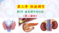 高中生物人教版 (2019)选择性必修1激素调节的过程课堂教学ppt课件