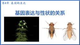 2025屆高三生物二輪復習課件基因表達與性狀的關(guān)系