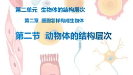 人教版生物七年級(jí)上冊(cè)2.2.2  動(dòng)物體的結(jié)構(gòu)層次公開課 課件