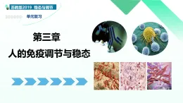 第三章 人的免疫調(diào)節(jié)與穩(wěn)態(tài)（復(fù)習(xí)課件）-2025-2026學(xué)年高中生物選擇性必修1（蘇教版2019）