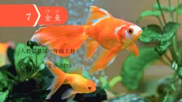 人教鄂教版科學一年級上冊 7 金魚（課件）