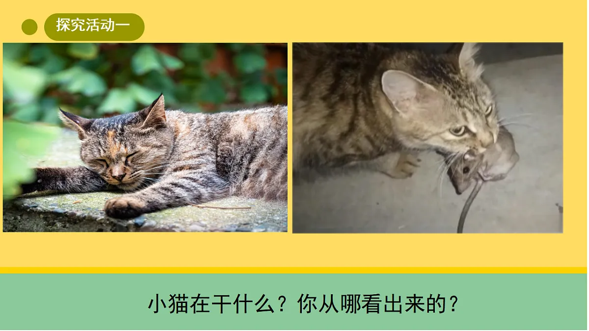 1 猫的生活(课件)第3页