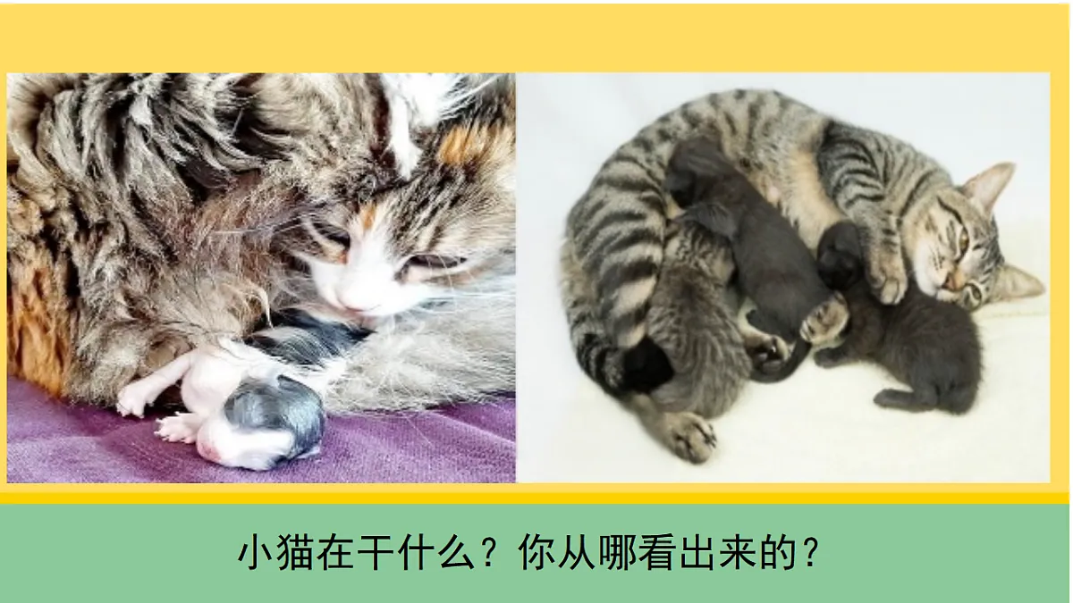 1 猫的生活(课件)第4页