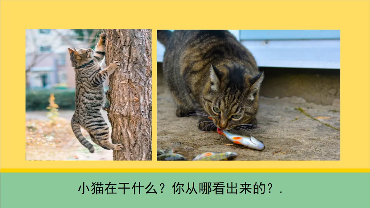 1 猫的生活(课件)第5页
