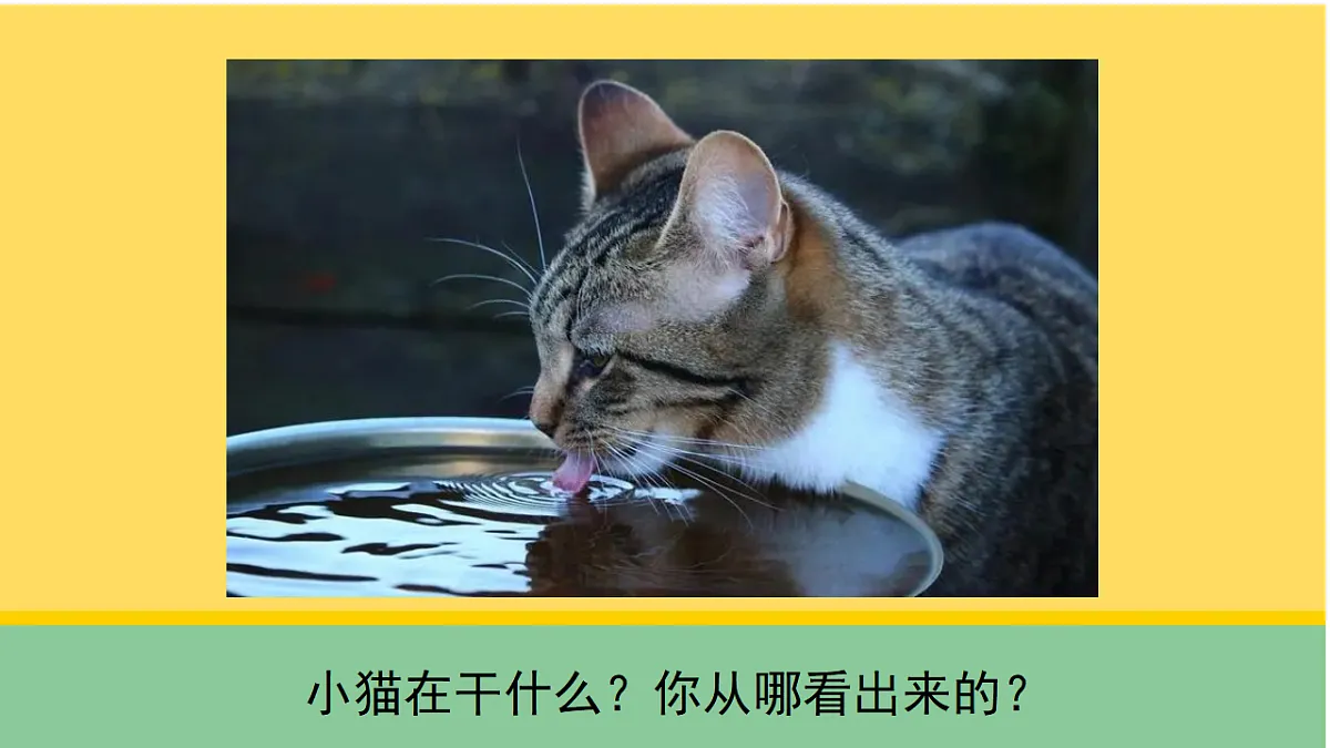 1 猫的生活(课件)第7页