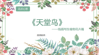 学前教育大班《天堂鸟》课件
