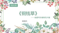 学前教育大班《铜钱草》课件