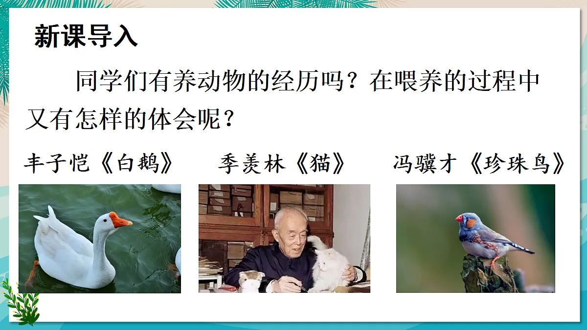18 我的白鸽【课件】第2页