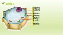 生物人教版（2024）动物细胞教学ppt课件