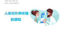 初中生物人教版（2024）八年级上册（2024）第一节 人体对外界环境的感知教课ppt课件