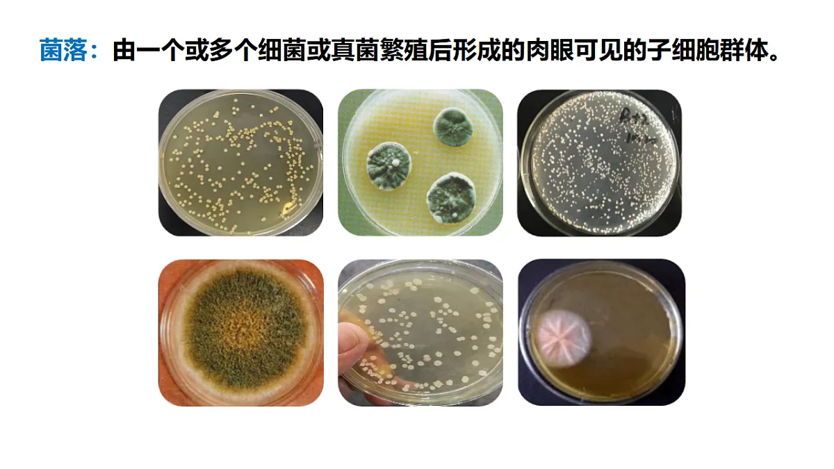 17333486第8页