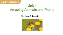 英语八年级上册(2024)Unit 4 Amazing Plants and Animals Section B课文内容课件ppt