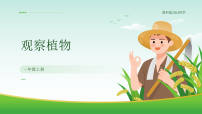 小学科学教科版（2024）一年级上册（2024）观察植物优秀教学课件ppt