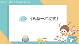 新教科版一年級科學(xué)下冊 第2課《觀察一種動物》（教案+課件+記錄單）