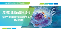 人教版 (2019)必修1《分子与细胞》细胞器之间的分工合作教学课件ppt