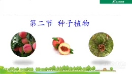 蘇教版七年級生物上冊第2單元生物的多樣性第3章形形色色的藻類和植物3.2種子植物課件+學案+答案