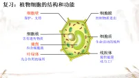 初中人教版（2024）动物细胞课文配套ppt课件