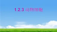 人教版（2024）七年级上册（2024）动物细胞教课ppt课件