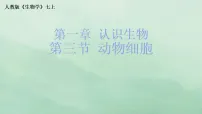 初中生物人教版（2024）七年级上册（2024）动物细胞图片ppt课件