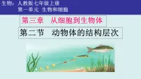 初中生物人教版（2024）七年级上册（2024）动物体的结构层次教课内容课件ppt