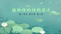 人教版（2024）七年级上册（2024）植物体的结构层次课文配套ppt课件