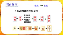 人教版（2024）七年级上册（2024）植物体的结构层次授课ppt课件