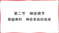 初中生物人教版（2024）八年级上册（2024）第二节 神经调节习题ppt课件