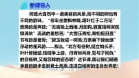 语文八年级上册（2024）第四单元16 白杨礼赞/茅盾说课ppt课件