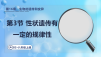 初中生物北师大版(2024)八年级上册(2024)性状遗传有一定的规律性授课课件ppt
