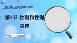 16.4 性別和性別決定 課件 2025-2026學(xué)年北師大版版八年級(jí)生物