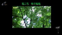人教版（2024）七年级上册（2024）种子植物示范课ppt课件