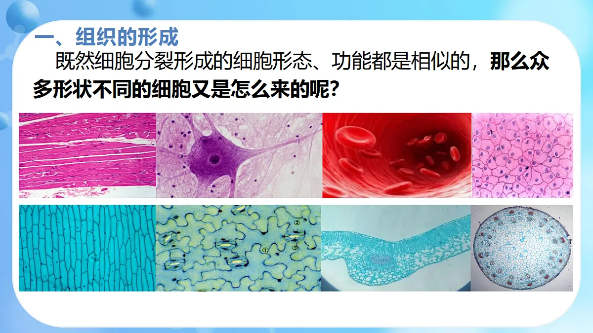 17366226第5页