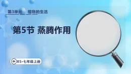 3.4.5 蒸騰作用   課件 北師大版生物七年級上冊.