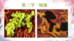 初中  生物  人教版（2024）  七年級上冊2.3.2 細菌 課件