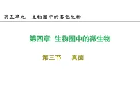 初中生物人教版（2024）七年级上册（2024）真菌课前预习ppt课件