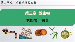 初中  生物  人教版（2024）  七年級上冊2.3.4 病毒 課件