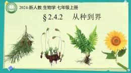 初中  生物  人教版（2024）  七年級上冊2.4.2 從種到界 課件