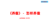小学科学人教鄂教版（2024）四年级下册怎样养蚕备课ppt课件