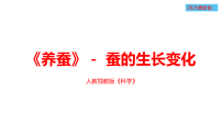 小学科学人教鄂教版（2024）四年级下册蚕的生长变化教学课件ppt