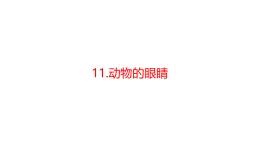 青島版二年級(jí)科學(xué)下冊(cè) 11.動(dòng)物的眼睛（教案+課件）