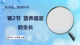 3.5.2 營養(yǎng)器官的生長 課件 北師大版生物七年級上冊