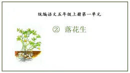 第2課《落花生》 課件  2025-2026學年五年級語文上冊 統(tǒng)編版